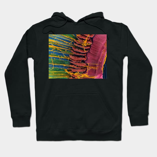 Iris of the eye, SEM (P424/0106) Hoodie by SciencePhoto